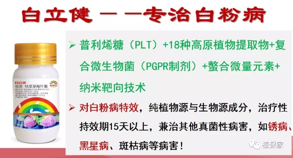 抗病虫害玫瑰花有哪些品种,玫瑰花生长期间有哪些病虫害彩图