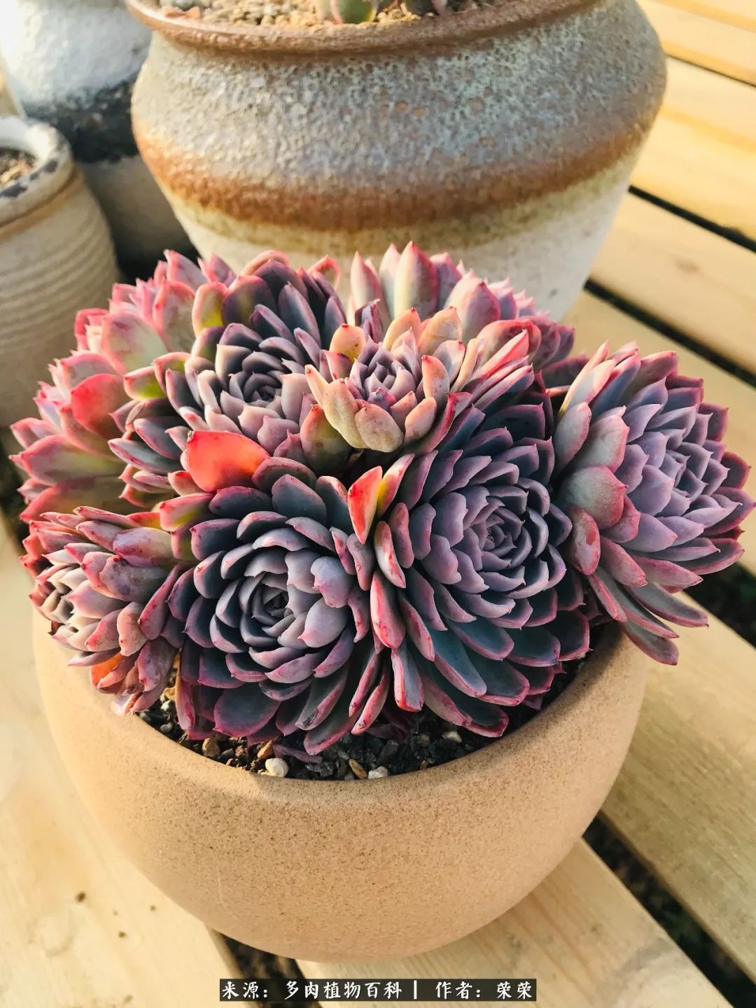 我在包邮区养肉，附多肉越冬度夏养护建议！