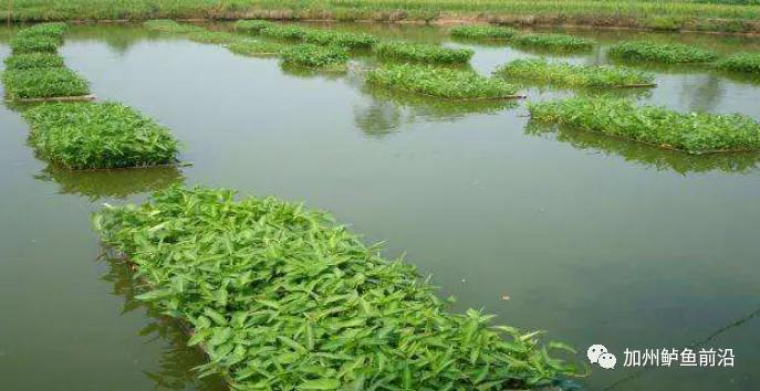 加州鲈亩产,加州鲈年亩产