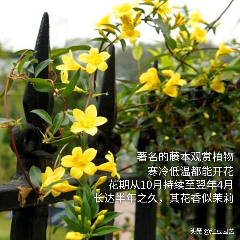 法国香水茉莉爬藤盆栽怎样栽种,香水茉莉花苞