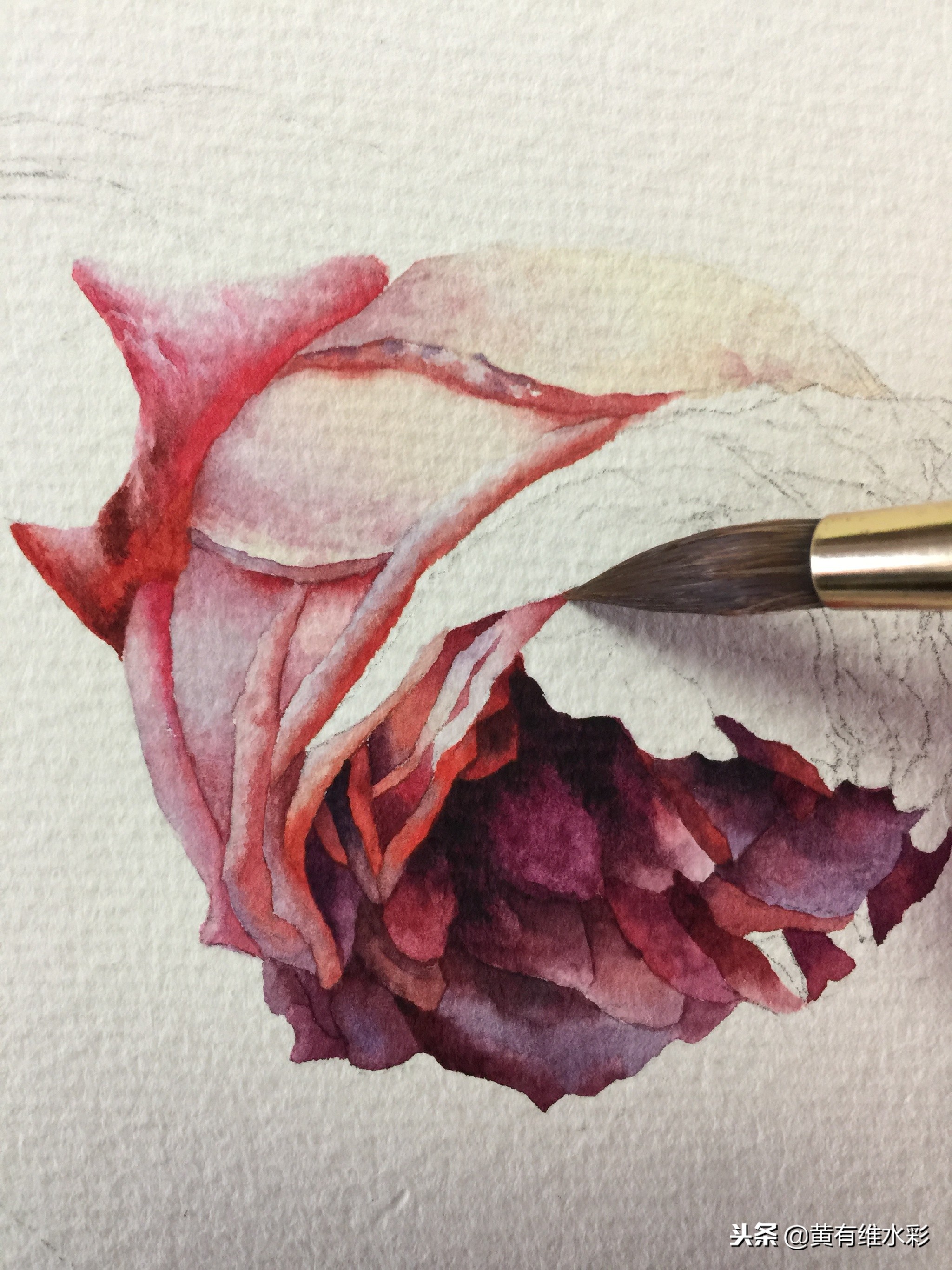 水彩绘画教程简单玫瑰,水彩步骤图花卉