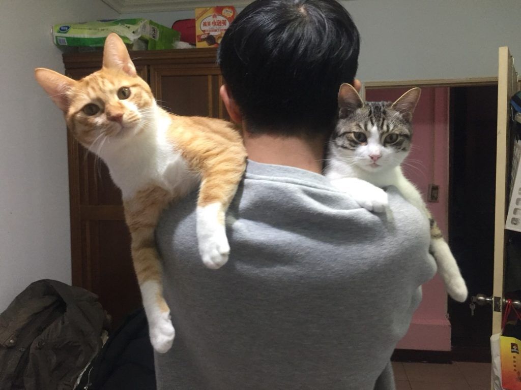 猫奴十三介绍猫粮,猫奴无谷猫粮