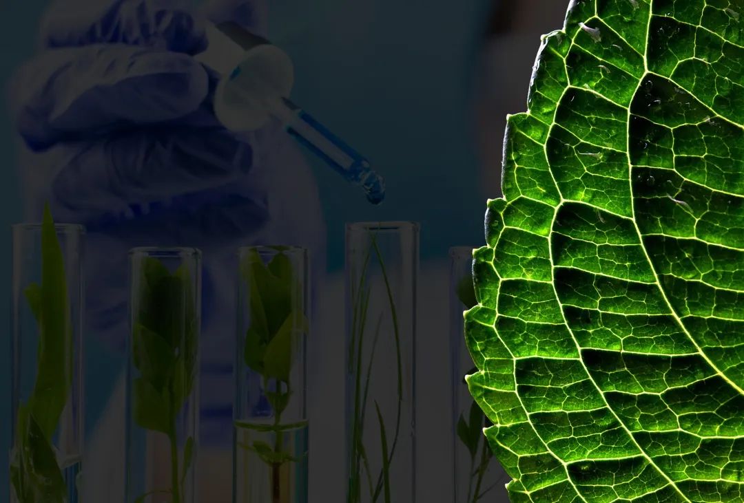 耶鲁药理学教授郑永齐：古老中药成为“解锁”癌症治疗的新可能