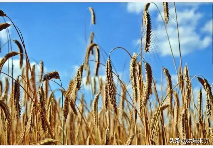 德国黑麦酸面包 (德国黑麦酸面包怎么吃)