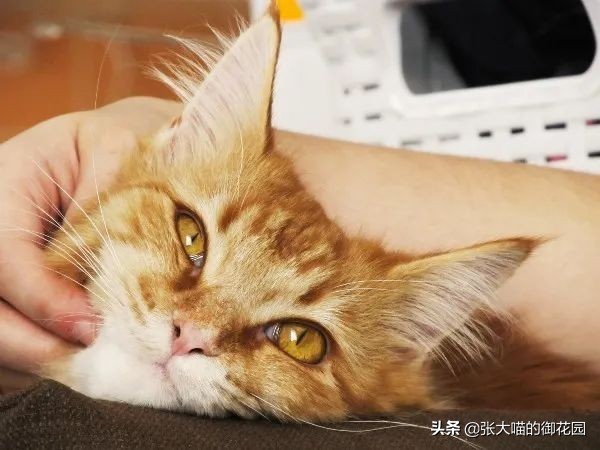 主人发现猫异常,猫咪引起你注意的表现