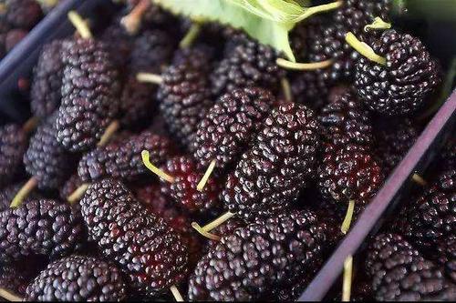 5月份的季节适合吃的水果有哪些,5月水果当季有哪些水果