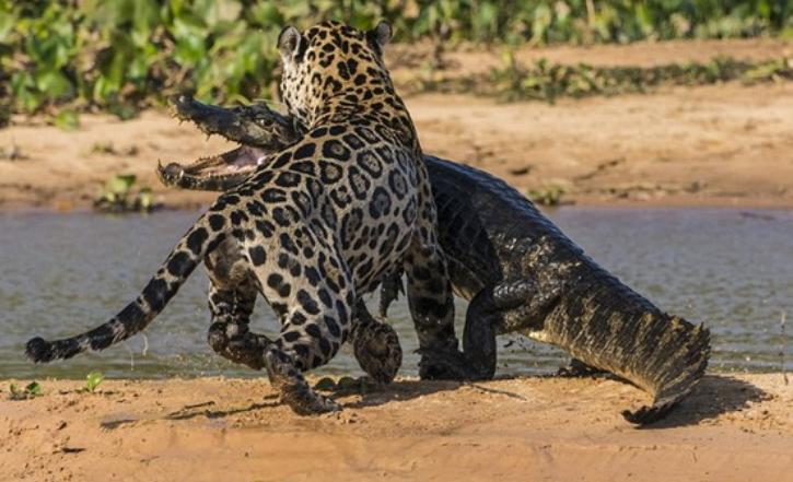 亚马逊雨林为什么称为人类禁区,人类禁区亚马逊雨林大蟒蛇