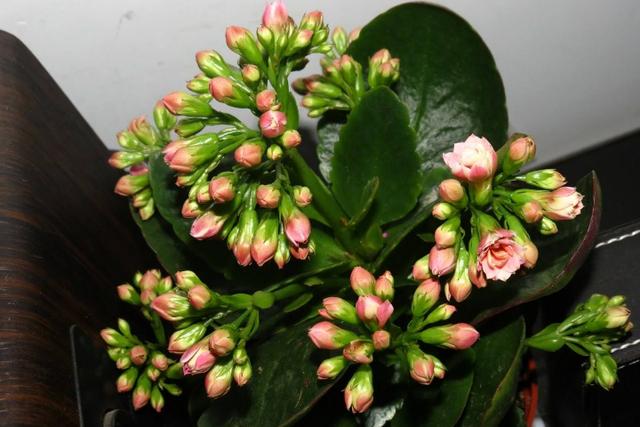 长寿花叶子一碰就掉是怎么回事,长寿花叶子一碰就掉怎么办