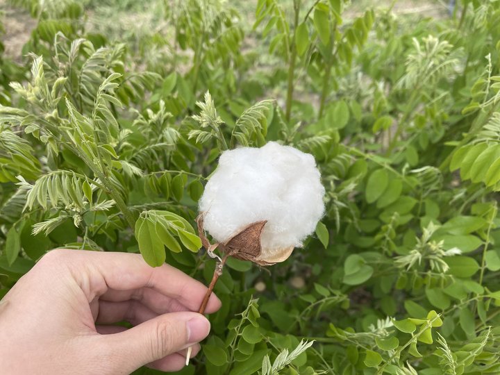 新疆棉花辟谣,辟谣新疆和田