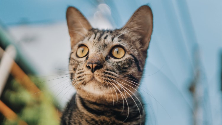 猫咪生病了用什么草药,猫咪提高免疫力药品