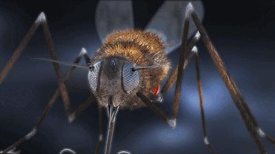 夏天家里蚊子多教你一招不用蚊香,很多人不懂蚊子怕什么