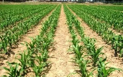 玉米苗期病虫害的防治,玉米苗期病虫害图片