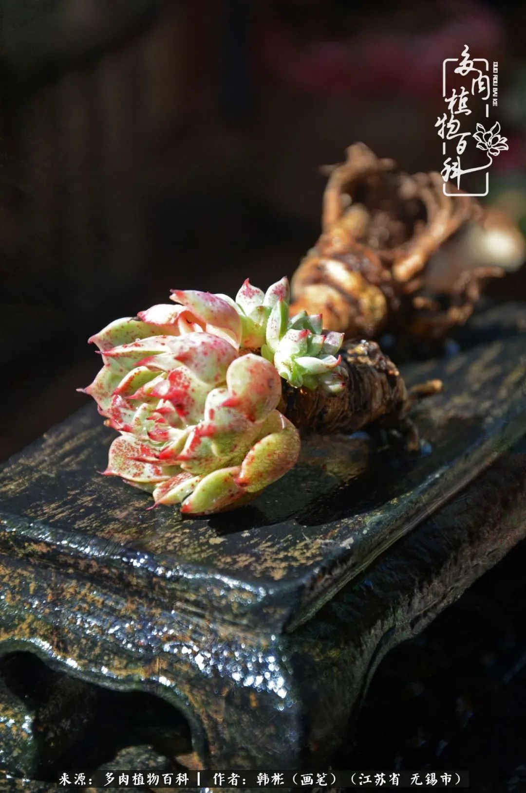 听音乐赏多肉,听音乐赏花赏美景