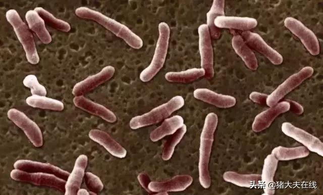 「技术」目前市面上畜禽的脱霉剂，选哪种好？