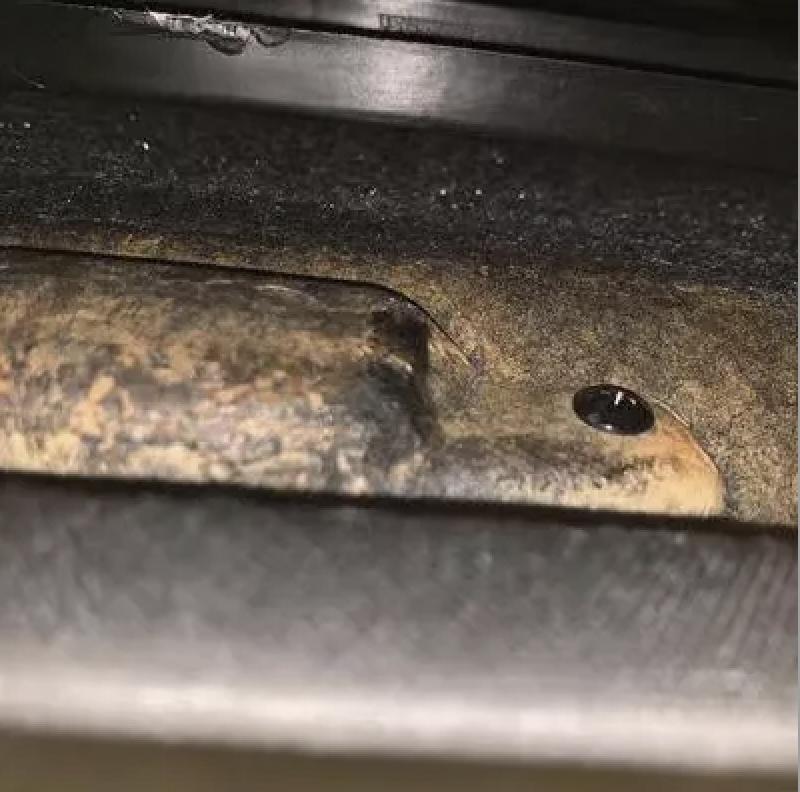 广汽传祺影豹生锈,广汽传祺影豹天窗能打开吗