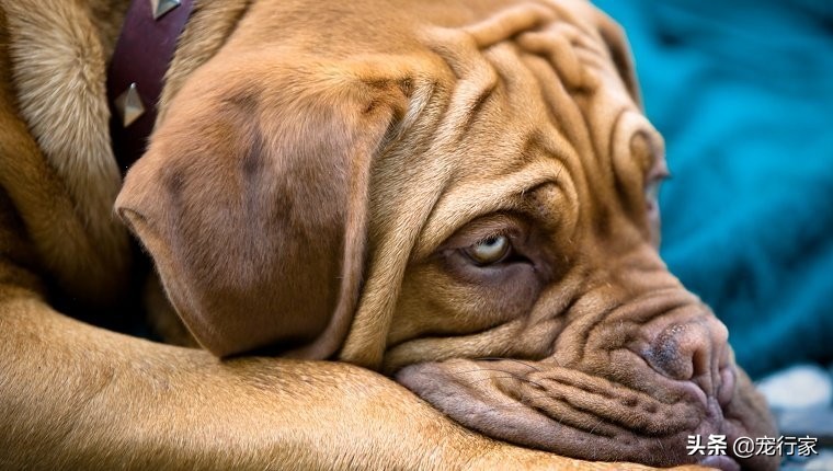 狗狗不同的睡姿代表了什么,狗狗的每种睡姿代表着什么