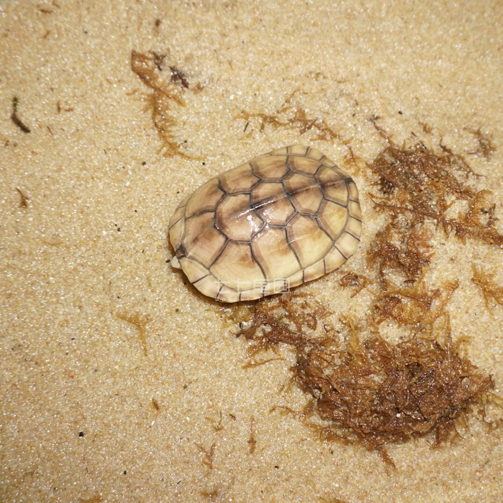 龟突然不吃东西了,龟突然不吃食温度还很好不会冬眠