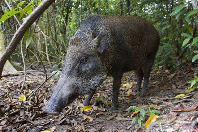 农村环境越来越好,山上的野猪下山糟蹋庄稼了,教你5招对付它
