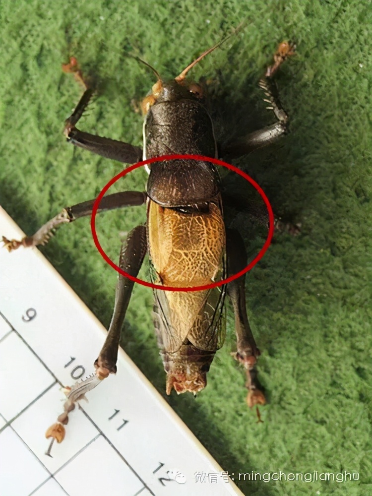 冬蝈蝈怎么挑选,介绍蝈蝈的说明方法