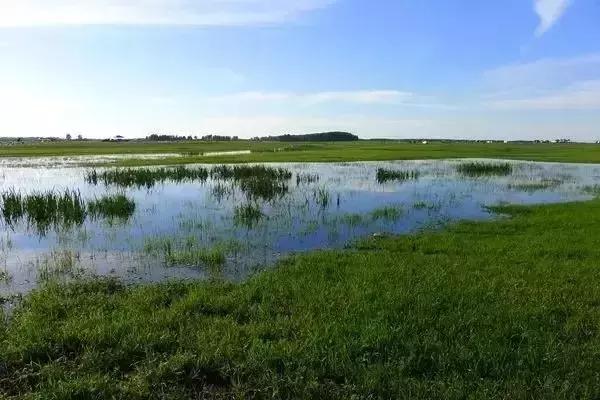 呼伦贝尔柳蒿芽怎么做,达斡尔族柳蒿芽做法