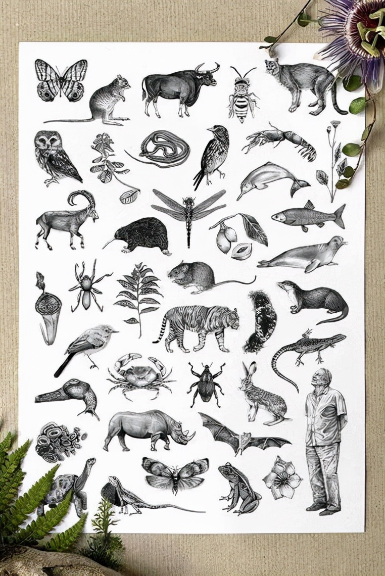 凯特王妃的优雅穿搭,凯特王妃最新优雅穿搭