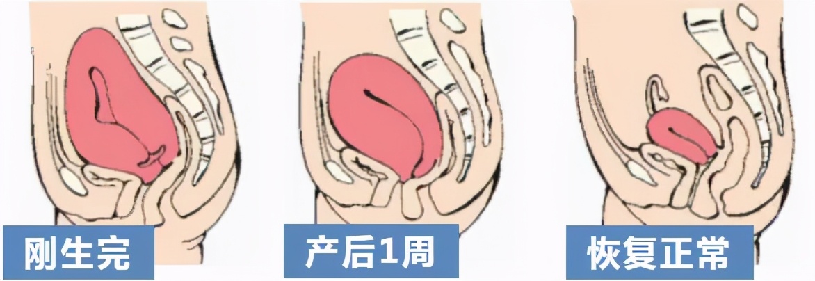 子宫恢复得不好要吃什么药,产后42天子宫没恢复好是什么原因