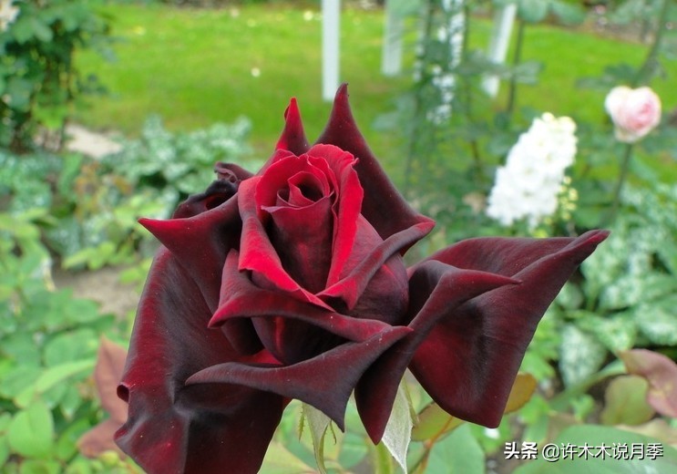 世上有黑色的花吗,世上有黑玫瑰吗