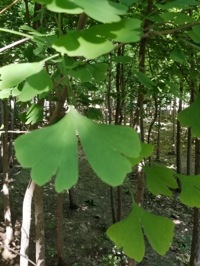 银杏是雌雄同株还是雌雄异株植物,银杏小苗怎么区分公母