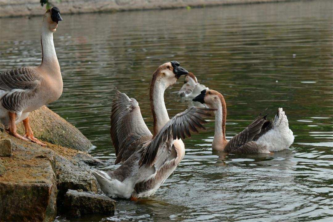 欺负狗，追杀蛇，“街霸”大鹅为什么不怕食肉动物？