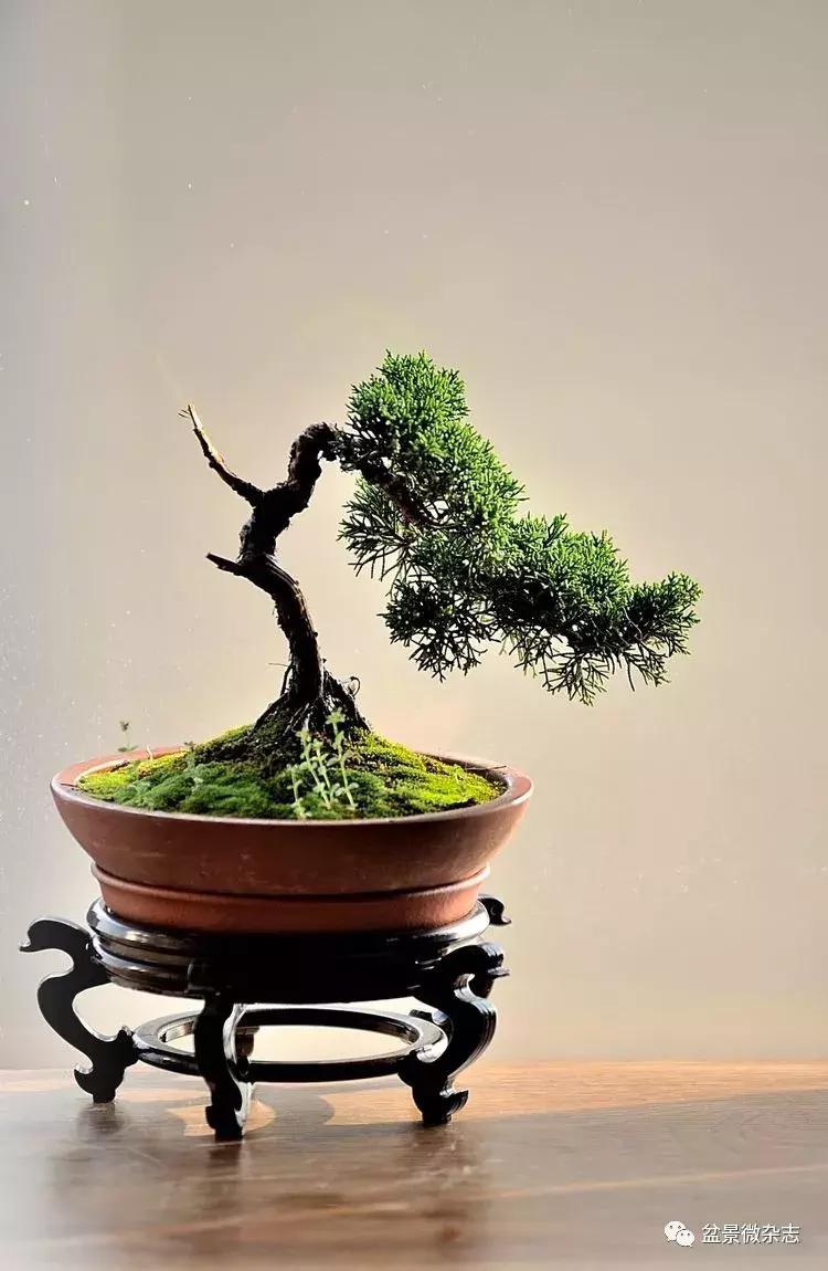 盆景艺术欣赏视频大全,盆景万象盆