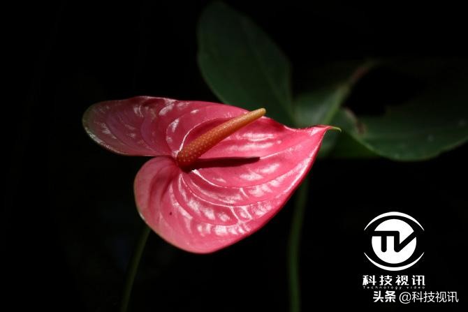 摄影爱好者入门微单推荐,体验人像摄影艺术