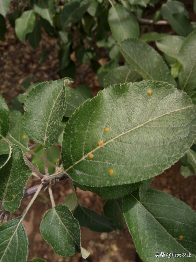 苹果树叶上的羊胡子锈病怎样防治,果树上面长羊胡子病用什么药