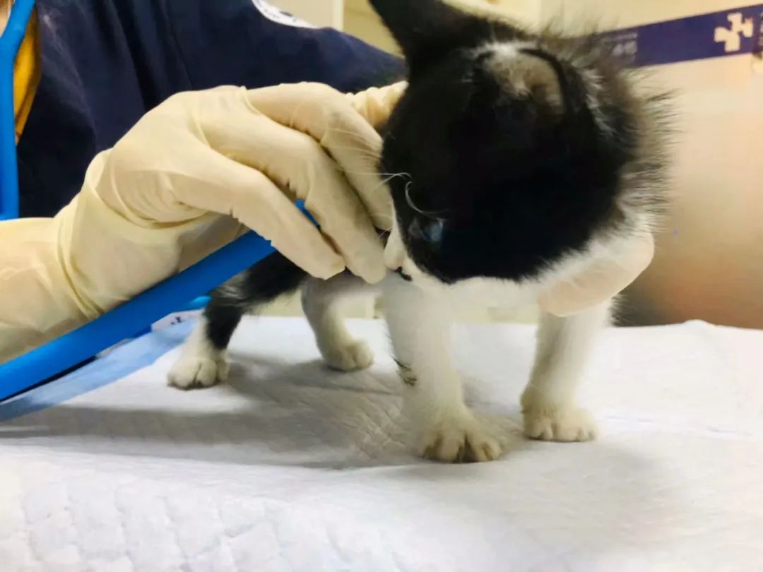 毛孩子散步回家,毛孩子去新家从此不再流浪