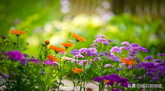 怒放的生命从蓝藻开始——植物篇