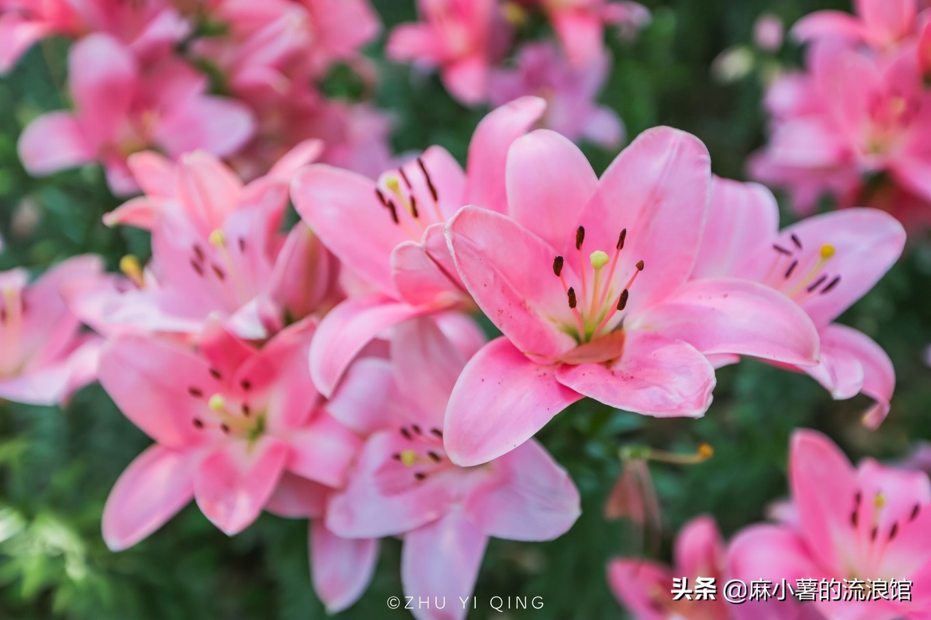 无锡梅园不只能赏梅，初秋近万亩百合花海盛放，小姐姐直呼太美了