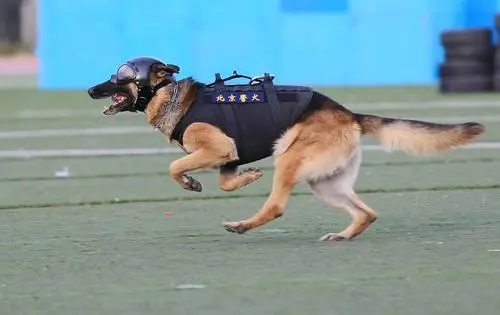 这狗狗的智商也是逆天了,这只狗的智商让主人觉得不可思议