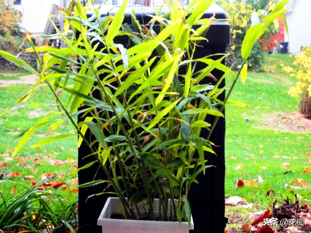 姜山水培方法,姜山盆景种植