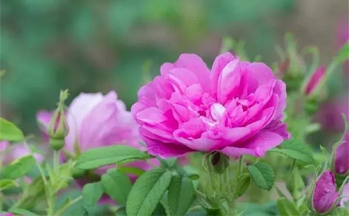 常见植物大全视频,常见的木本植物有哪些