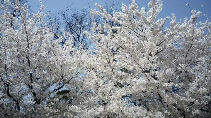 几月赏樱花最好,最美赏樱攻略大全