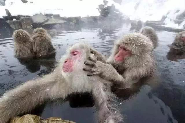 东北洗浴有多野?情感在粗暴的搓泥中升华