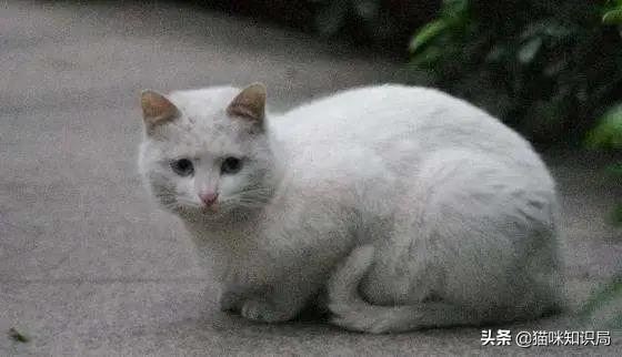 猫粮加营养膏营养够吗,好吃又不贵的猫粮营养膏