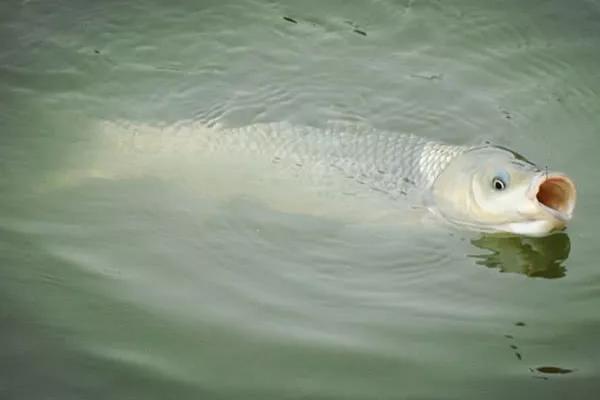 野钓鱼技巧及调漂方法,滑漂钓法只适合钓大鱼吗