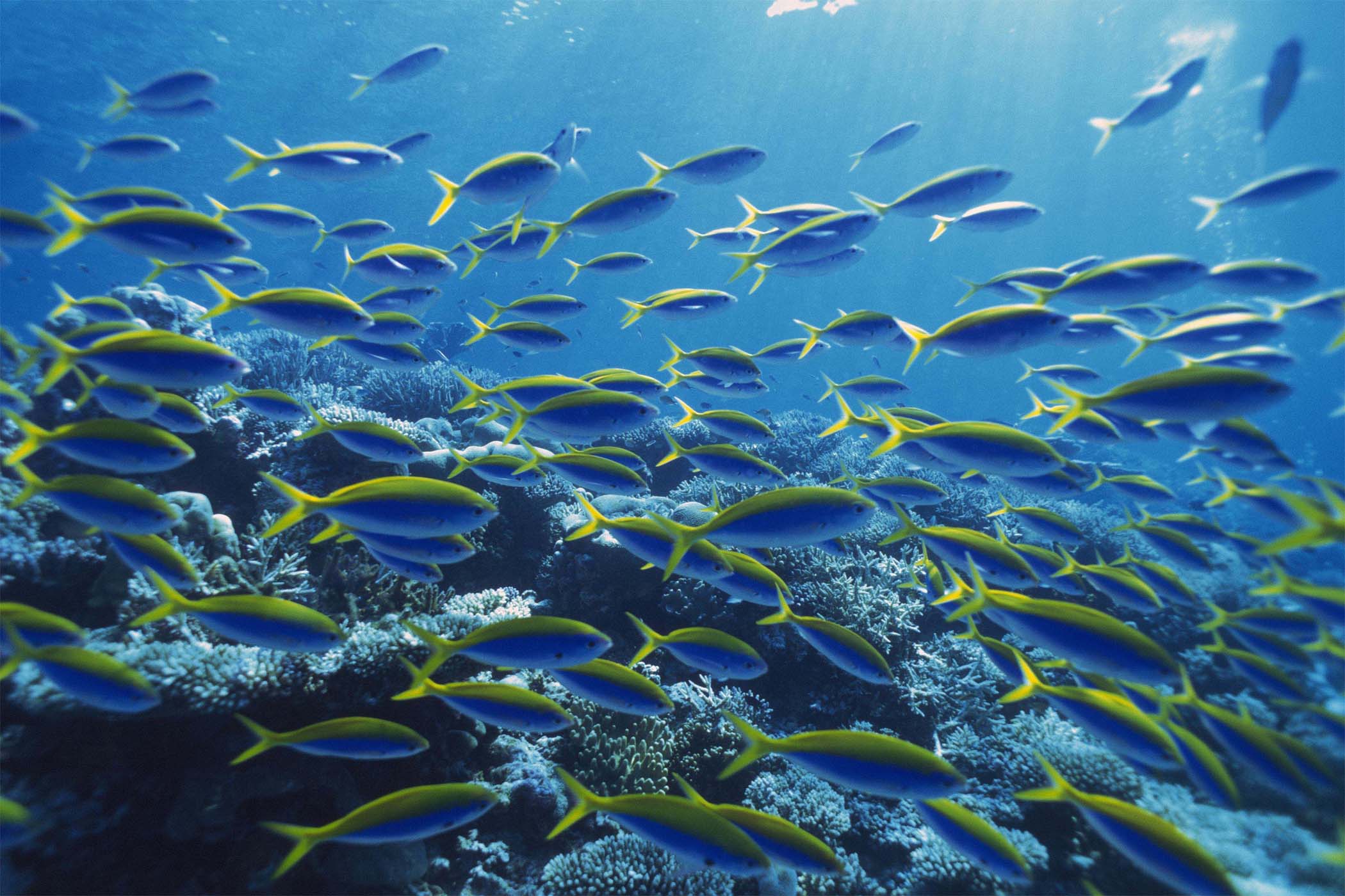 什么钓鱼小药的穿透力强、留香持久?水中穿透力最强的诱鱼小药