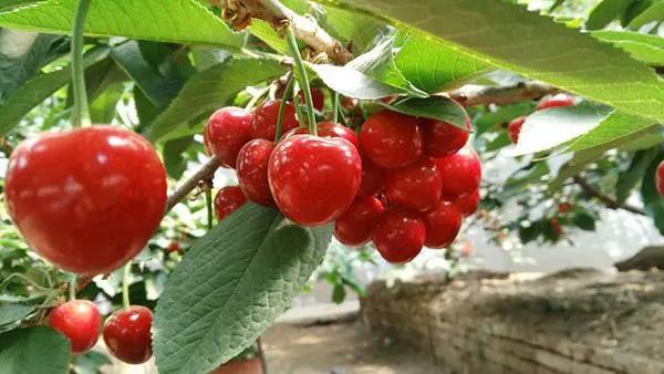 要想种好菜这些常识要牢记,樱桃树怎么种的好