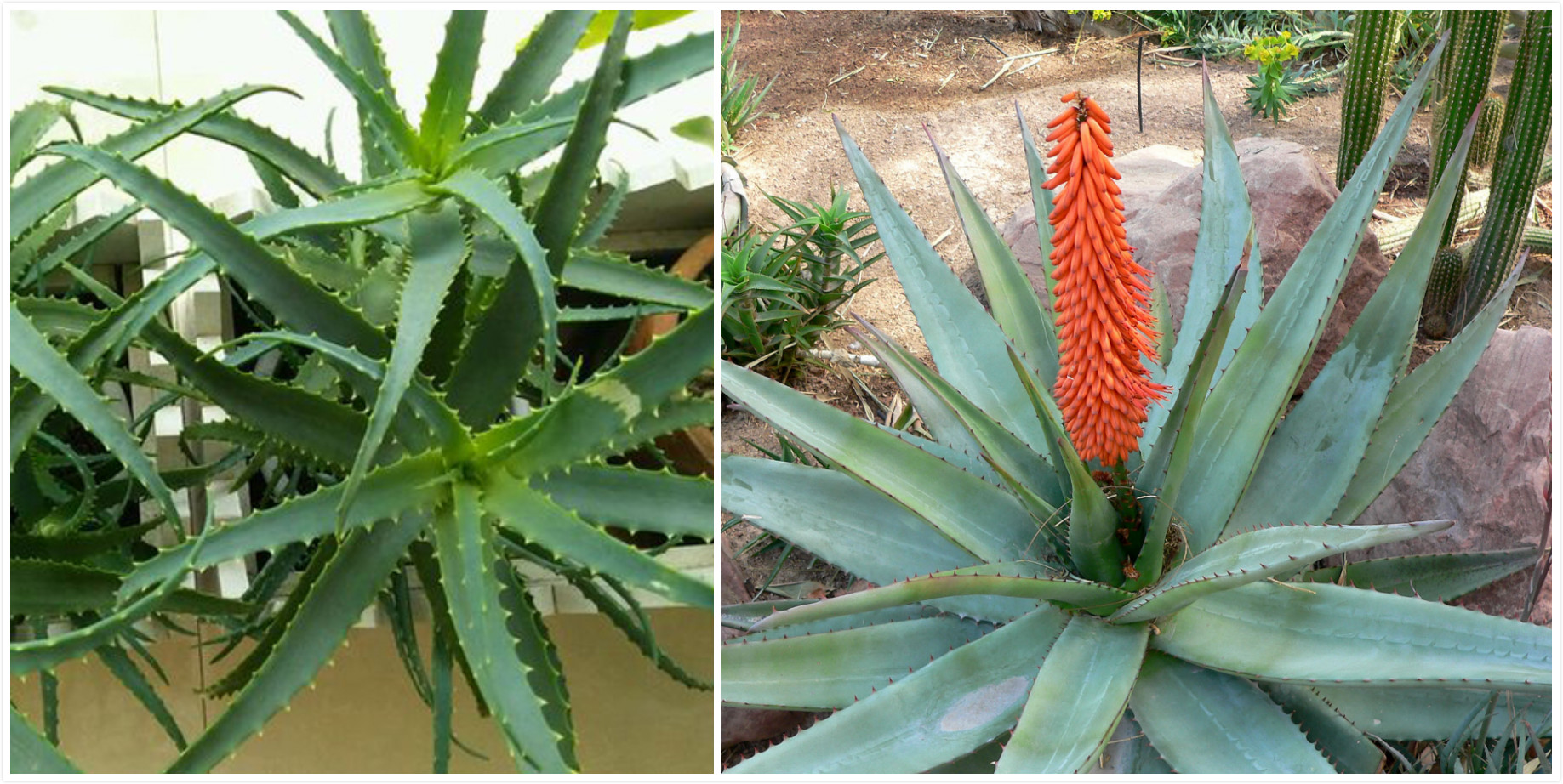 芦荟怎么洗脸效果最好,芦荟洗脸的正确方法