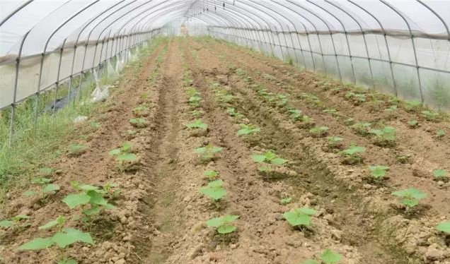 南京市政协委员钱明洁:推广有机食品,苦中有乐,苦中有德