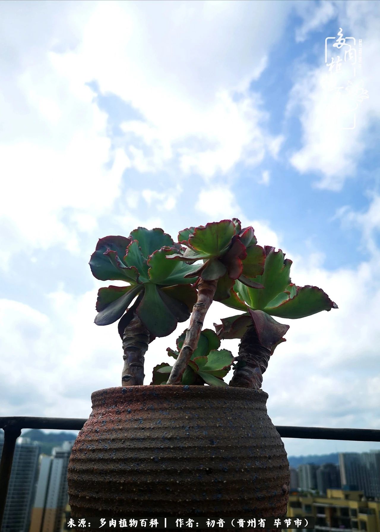 和多肉共度美好时光,与多肉一起成长