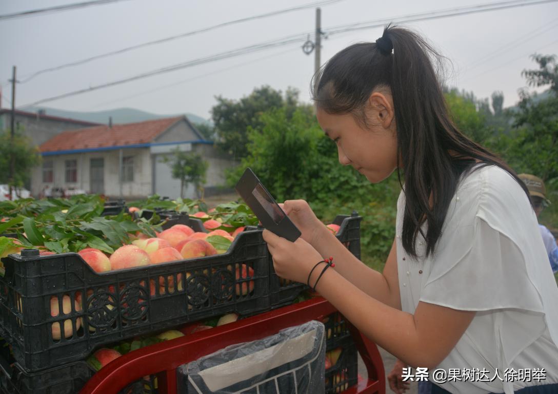 桃树如何种植结果多,正在结果的桃树怎么种植