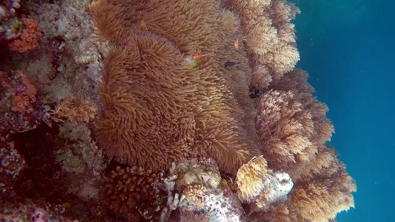 帕劳归来不看海谁说的,帕劳归来不看海