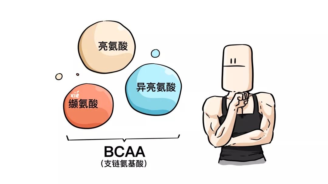 鸡猪牛羊哪个蛋白质高,鱼鸡猪哪种蛋白质多